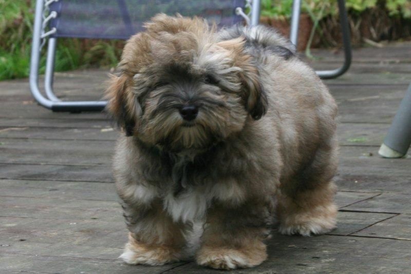 Kipling